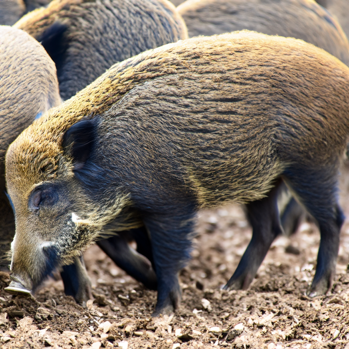 Wildschwein Stelzen 10,40 EUR/kg